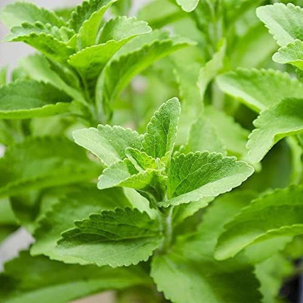 Stevia